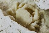 Fossil Crab (Potamon) Preserved in Travertine - Turkey #112337-2